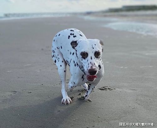 宠物狗看屠夫怎么看出来