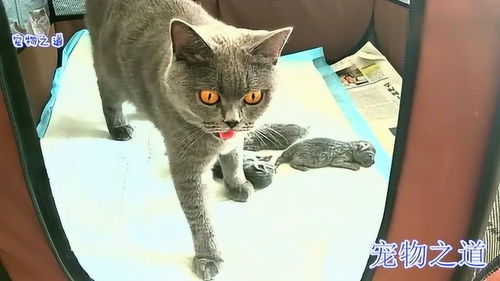 宠物猫生孩子会怎么样吗