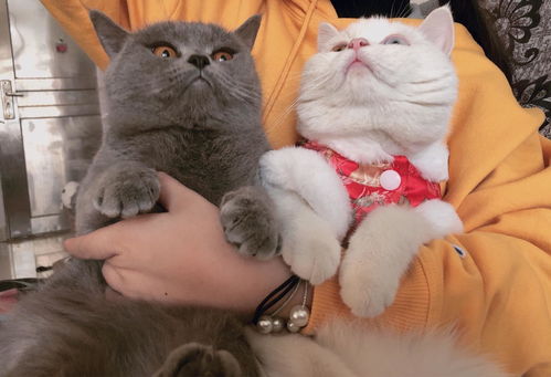 宠物猫长袖衣服怎么搭配