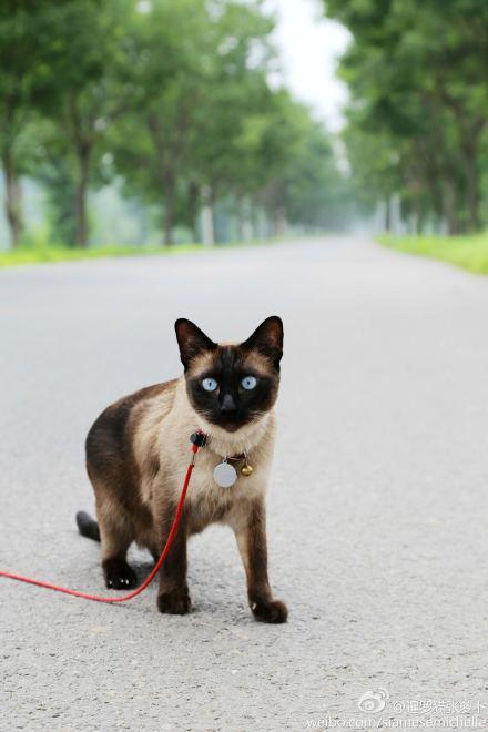 宠物猫怎么溜出去养它好