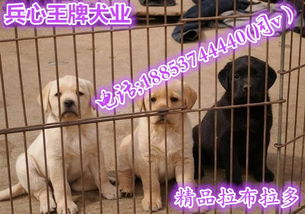 养殖场宠物狗怎么卖的