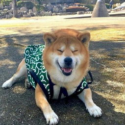 宠物狗有点恶心是怎么了