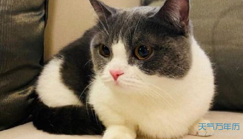佛家宠物猫名字怎么取