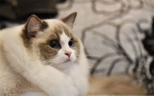 布偶猫一天吃多少