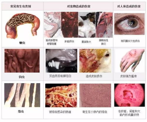 宠物狗怎么吃内驱药的