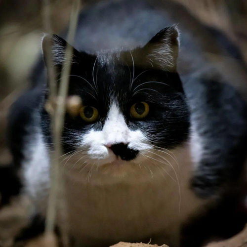 宠物猫怎么当猫明星