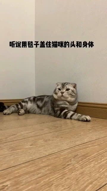 宠物猫智商怎么算