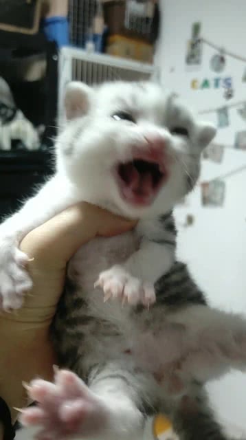 宠物猫怎么召唤出来