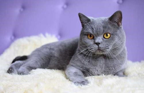 宠物猫怎么挑选病猫呢