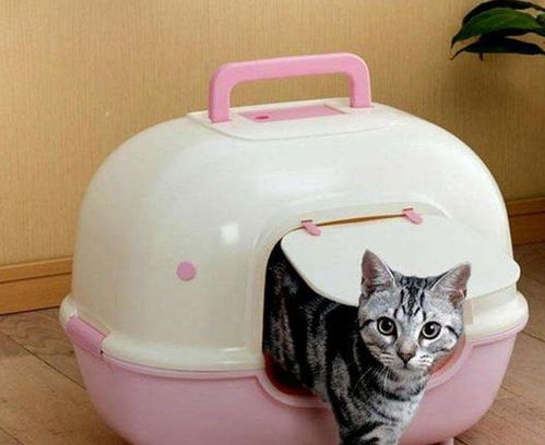 宠物猫味道很重怎么处理