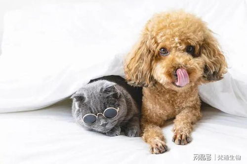 宠物狗米粒怎么养的好一点