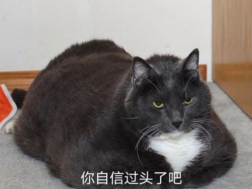怎么让宠物猫说话