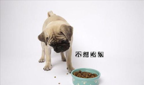 狗狗大腿体温多少正常