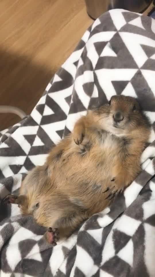 土宠物狗吃肉会怎么样吗