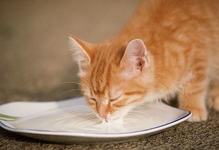 宠物猫羊奶粉怎么泡的快