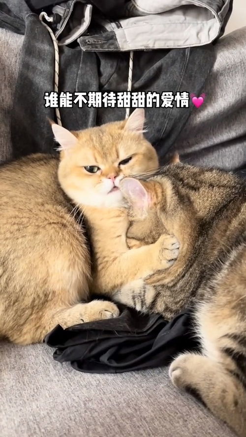 宠物猫跑到山上怎么找
