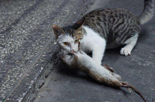 怎么让宠物猫抓老鼠