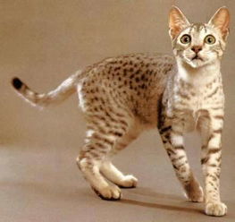 埃及猫多少钱一只