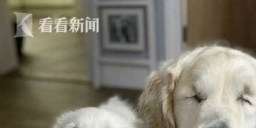 宠物狗双目失明怎么办