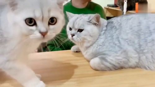 没打疫苗宠物猫怎么处理