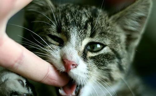 宠物猫咬人怎么驯养它