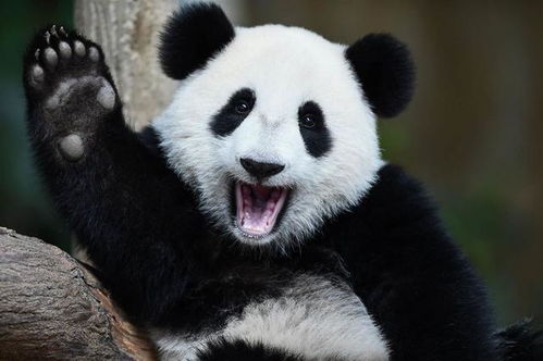 熊猫狗多少钱一只