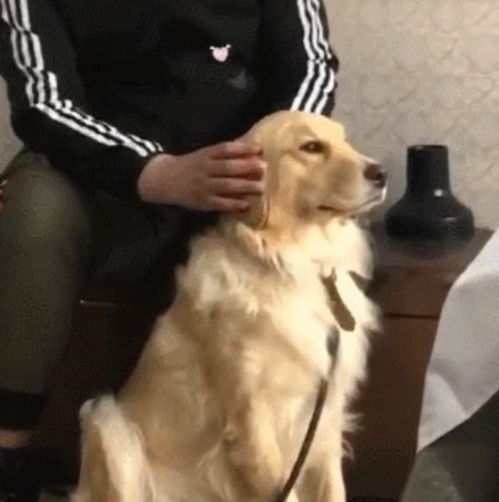 宠物狗被按摩会怎么样吗