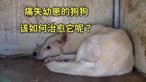 宠物狗不吃不喝怎么治疗
