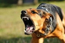 宠物狗小型犬咬人怎么办