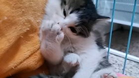 旋转的宠物猫怎么画