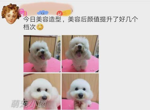 宠物狗比熊剪毛怎么剪的