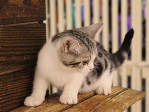 同城猫怎么买宠物猫