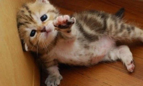 宠物猫怎么给它吃鱼