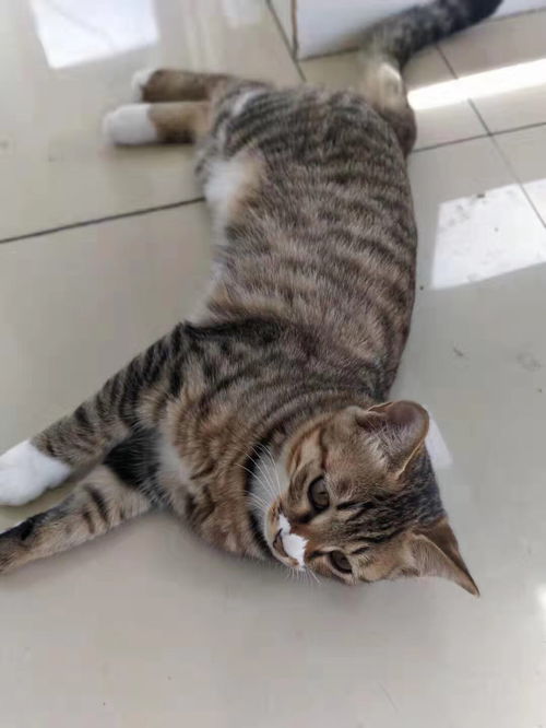 当地怎么领养宠物猫