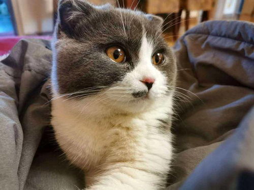 想带宠物猫回老家怎么办