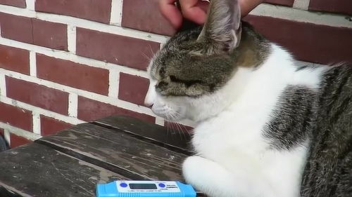 宠物猫体温怎么量