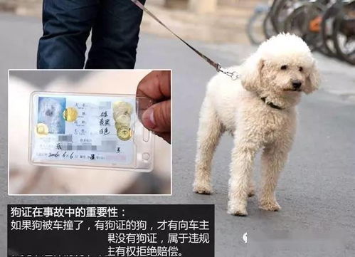 自己的宠物狗被撞怎么办