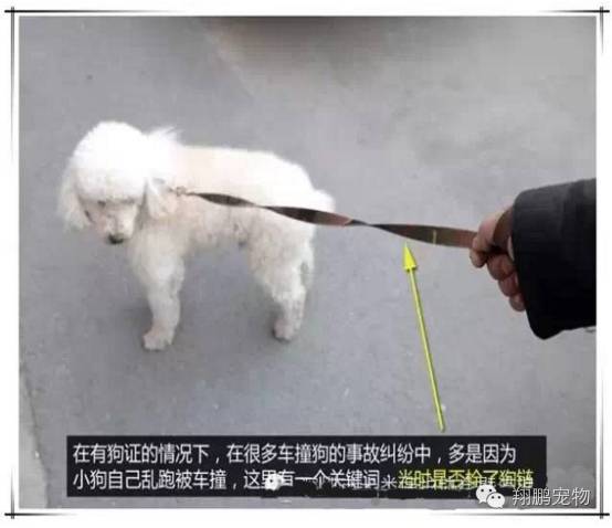 宠物狗被车祸了怎么办