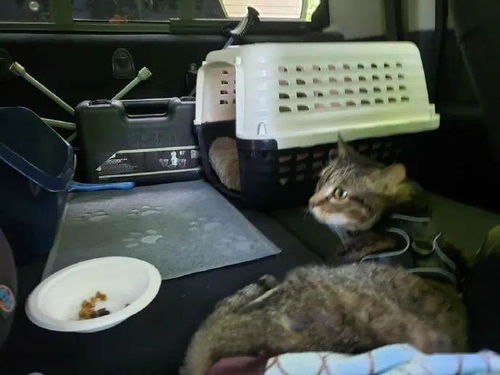 外出旅游怎么携带宠物猫