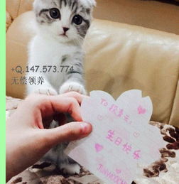 怎么跨城市带宠物猫回来