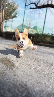 宠物狗怎么养不会跑出去