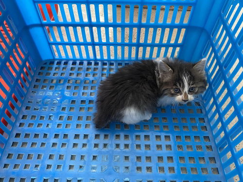 活体宠物猫怎么快递运输