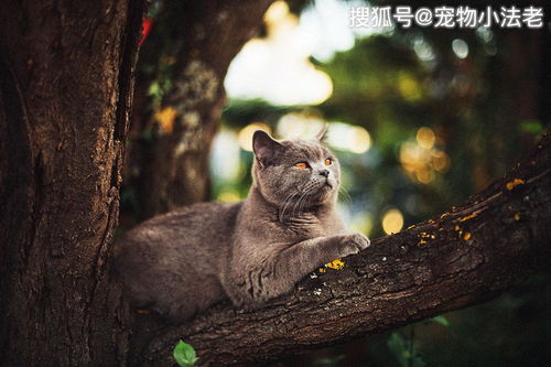 宠物猫不喜欢吃肉怎么办