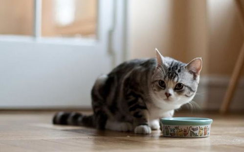 怎么跟宠物猫玩耍