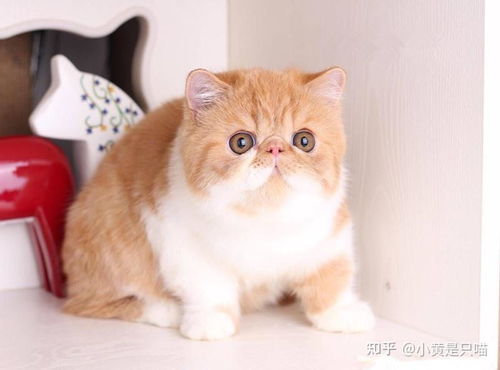 怎么给宠物猫勾通窝