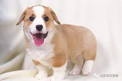 宠物狗不躲车上怎么办