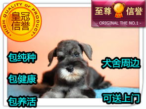 宠物狗易养不掉毛怎么办