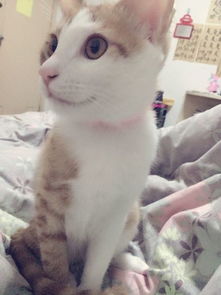 家养宠物猫打架怎么处理