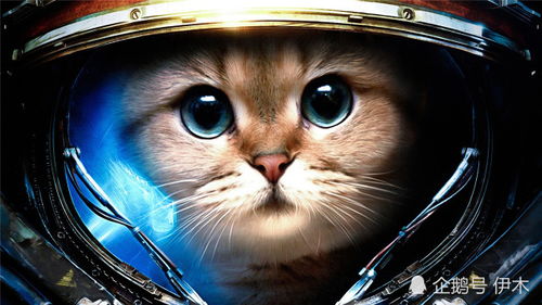 宠物猫去太空会怎么样吗