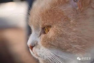 家长怎么对付宠物猫